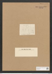 Amphora ostrearia var. minor Grun. (de-Toni-Nr.: Genus 36, Species 1504) Zeichnungen Sammlung Grunow Nr. 2905 (NHMW-BOT-W0370242)